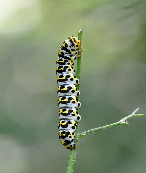 Bruchi di Cucullia scrophulariae